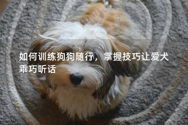如何训练狗狗随行，掌握技巧让爱犬乖巧听话