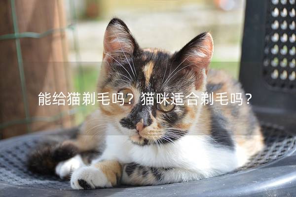 能给猫剃毛吗?猫咪适合剃毛吗? 能给猫剃毛吗?猫咪适合剃毛吗?