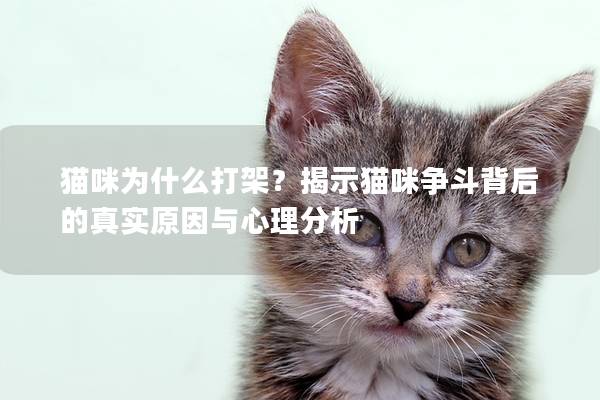 猫咪为什么打架？揭示猫咪争斗背后的真实原因与心理分析