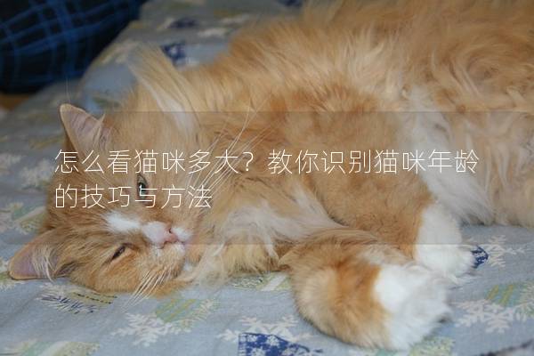 怎么看猫咪多大？教你识别猫咪年龄的技巧与方法