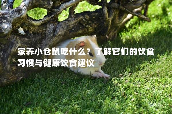 家养小仓鼠吃什么？了解它们的饮食习惯与健康饮食建议