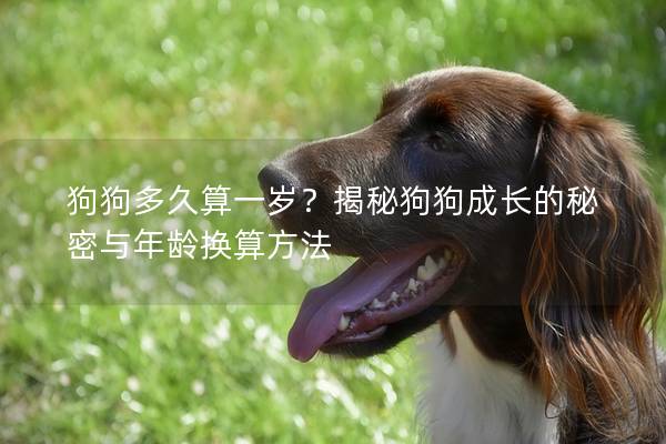 狗狗多久算一岁？揭秘狗狗成长的秘密与年龄换算方法