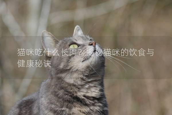 猫咪吃什么长肉？揭秘猫咪的饮食与健康秘诀