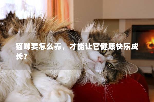 猫咪要怎么养，才能让它健康快乐成长？