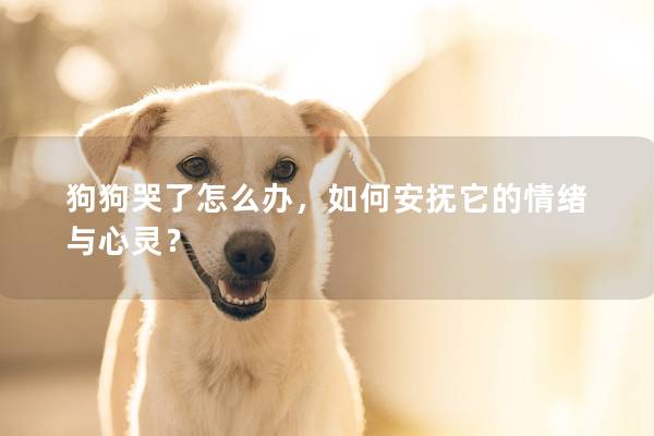 狗狗哭了怎么办，如何安抚它的情绪与心灵？