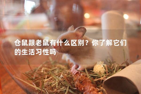 仓鼠跟老鼠有什么区别？你了解它们的生活习性吗