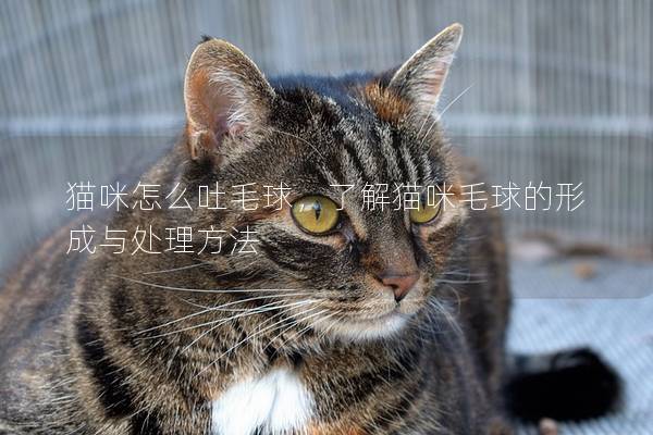 猫咪怎么吐毛球，了解猫咪毛球的形成与处理方法