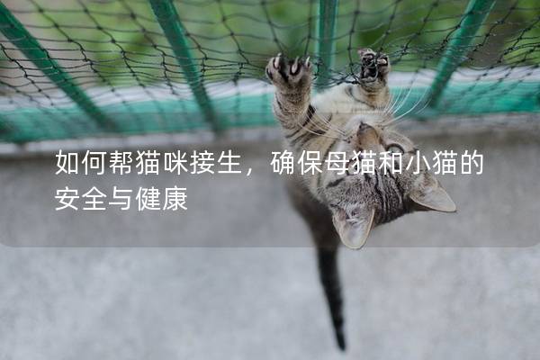 如何帮猫咪接生,确保母猫和小猫的安全与健康 如何帮猫咪接生,确保母猫和小猫的安全与健康