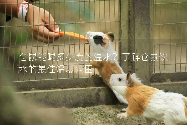 仓鼠能喝多少度的温水？了解仓鼠饮水的最佳温度范围