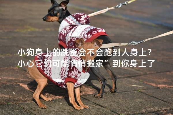 小狗身上的跳蚤会不会跑到人身上?小心它们可能悄悄搬家”到你身上了 小狗身上的跳蚤会不会跑到人身上?小心它们可能悄悄搬家”到你身上了