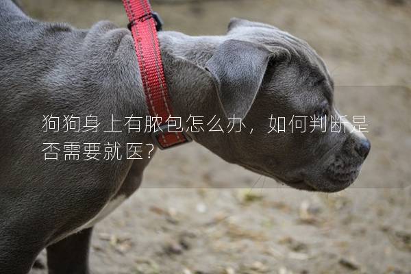 狗狗身上有脓包怎么办，如何判断是否需要就医？