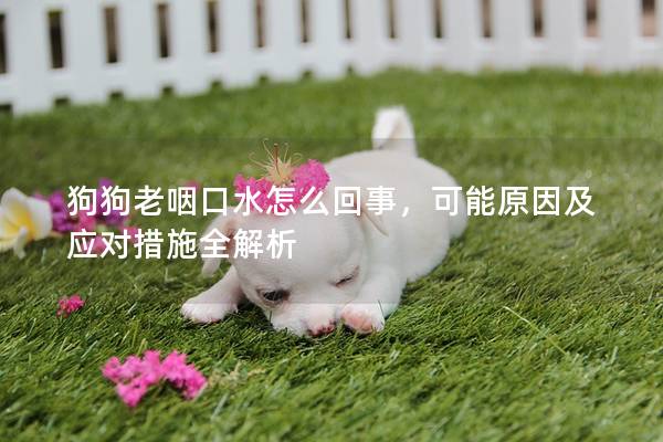 狗狗老咽口水怎么回事，可能原因及应对措施全解析