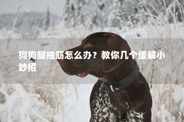 狗狗腿抽筋怎么办？教你几个缓解小妙招