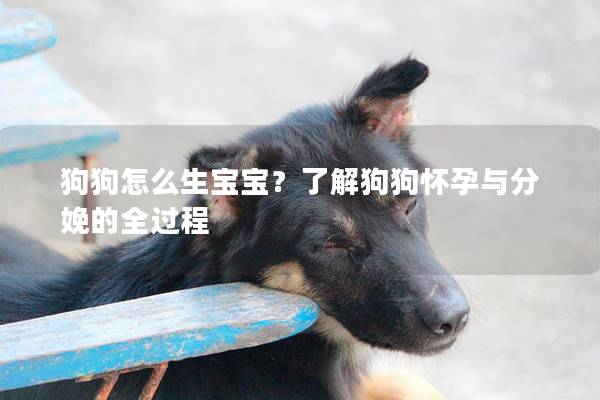 狗狗怎么生宝宝？了解狗狗怀孕与分娩的全过程