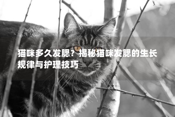猫咪多久发腮？揭秘猫咪发腮的生长规律与护理技巧