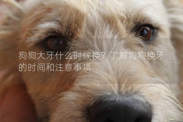 狗狗大牙什么时候换？了解狗狗换牙的时间和注意事项