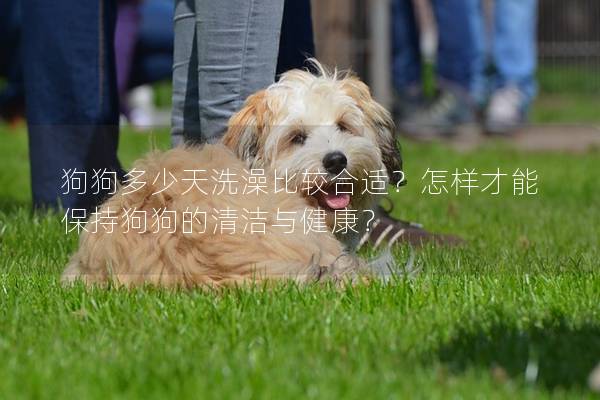 狗狗多少天洗澡比较合适？怎样才能保持狗狗的清洁与健康？
