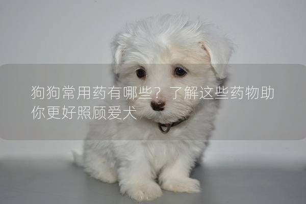 狗狗常用药有哪些?了解这些药物助你更好照顾爱犬 狗狗常用药有哪些?了解这些药物助你更好照顾爱犬