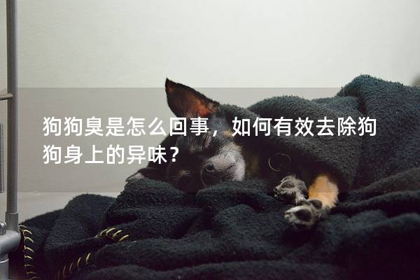 狗狗臭是怎么回事，如何有效去除狗狗身上的异味？