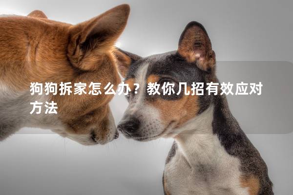 狗狗拆家怎么办？教你几招有效应对方法