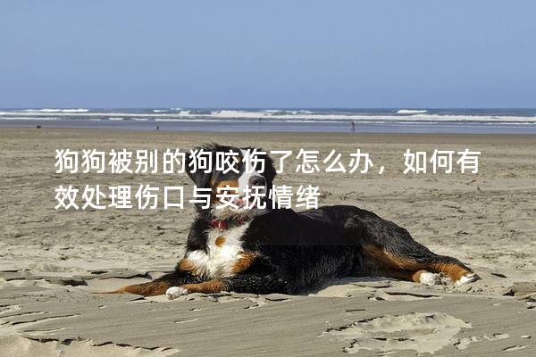 狗狗被别的狗咬伤了怎么办，如何有效处理伤口与安抚情绪