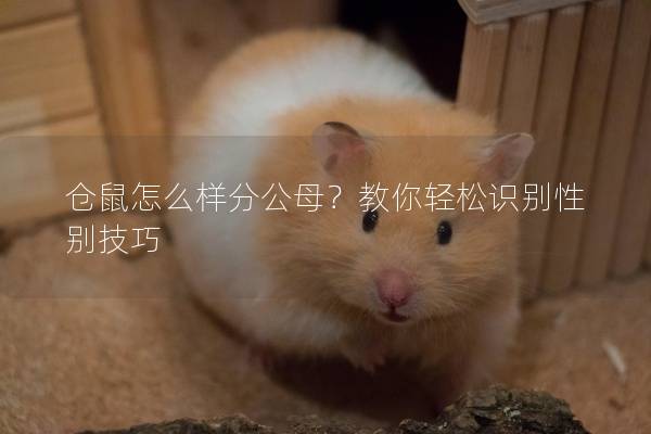 仓鼠怎么样分公母？教你轻松识别性别技巧