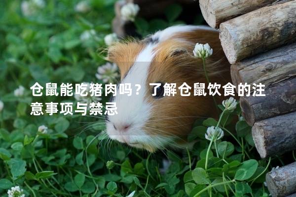 仓鼠能吃猪肉吗？了解仓鼠饮食的注意事项与禁忌