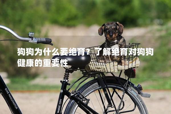 狗狗为什么要绝育？了解绝育对狗狗健康的重要性