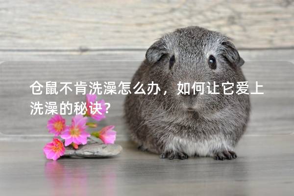 仓鼠不肯洗澡怎么办，如何让它爱上洗澡的秘诀？