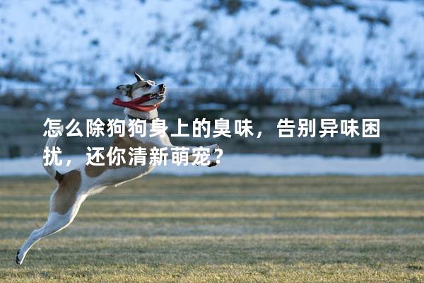 怎么除狗狗身上的臭味,告别异味困扰,还你清新萌宠? 怎么除狗狗身上的臭味,告别异味困扰,还你清新萌宠?