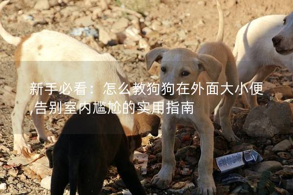 新手必看：怎么教狗狗在外面大小便,告别室内尴尬的实用指南