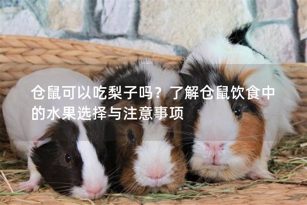 仓鼠可以吃梨子吗？了解仓鼠饮食中的水果选择与注意事项