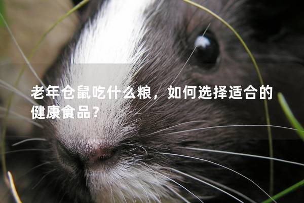 老年仓鼠吃什么粮，如何选择适合的健康食品？