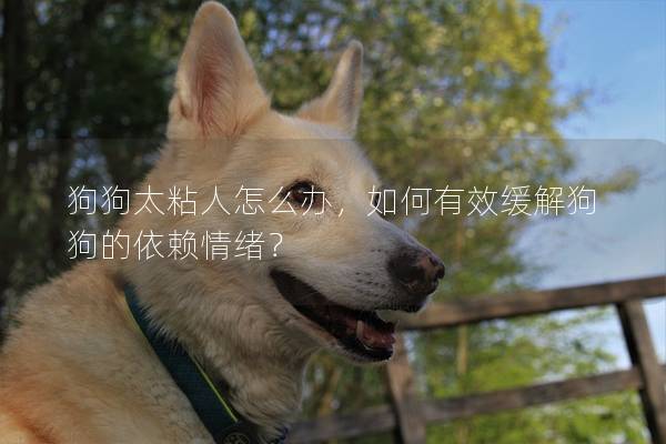 狗狗太粘人怎么办，如何有效缓解狗狗的依赖情绪？