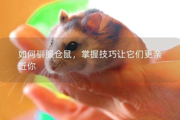 如何驯服仓鼠,掌握技巧让它们更亲近你 如何驯服仓鼠,掌握技巧让它们更亲近你