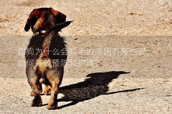 狗狗为什么会脱毛的原因有哪些呢,如何有效预防和护理? 狗狗为什么会脱毛的原因有哪些呢,如何有效预防和护理?