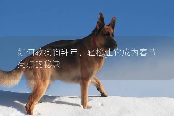 如何教狗狗拜年，轻松让它成为春节亮点的秘诀