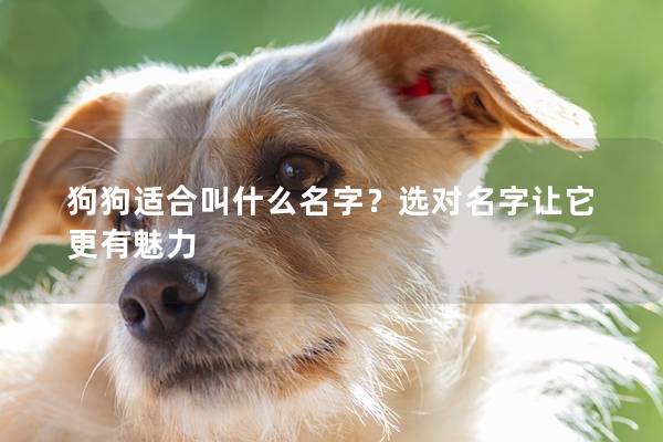 狗狗适合叫什么名字?选对名字让它更有魅力 狗狗适合叫什么名字?选对名字让它更有魅力