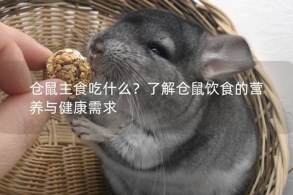仓鼠主食吃什么？了解仓鼠饮食的营养与健康需求