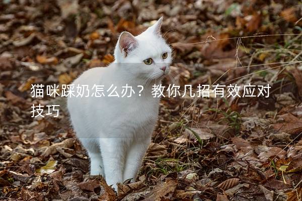 猫咪踩奶怎么办？教你几招有效应对技巧