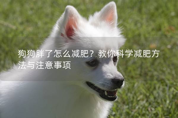 狗狗胖了怎么减肥？教你科学减肥方法与注意事项