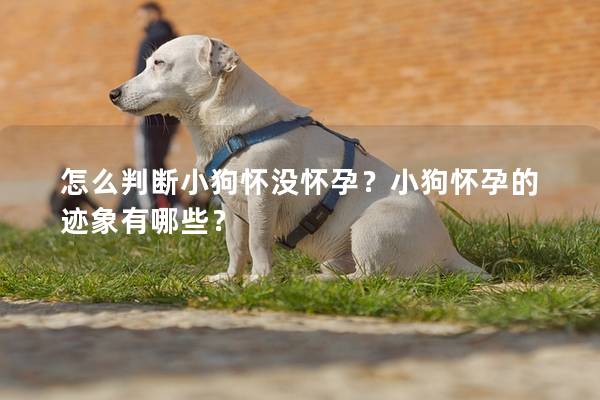 怎么判断小狗怀没怀孕？小狗怀孕的迹象有哪些？
