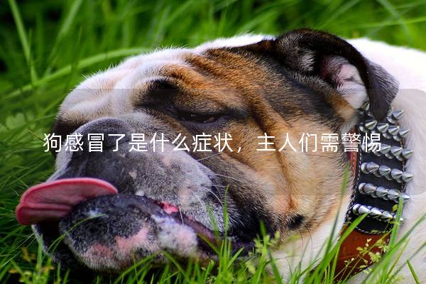 狗感冒了是什么症状,主人们需警惕 狗感冒了是什么症状,主人们需警惕