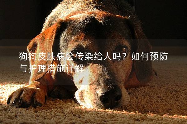 狗狗皮肤病会传染给人吗?如何预防与护理措施详解 狗狗皮肤病会传染给人吗?如何预防与护理措施详解