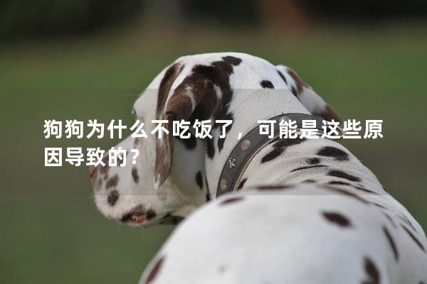 狗狗为什么不吃饭了，可能是这些原因导致的？