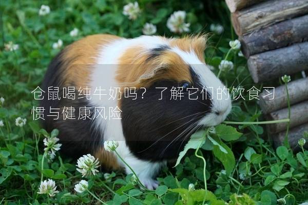 仓鼠喝纯牛奶吗？了解它们的饮食习惯与健康风险