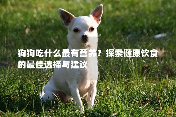 狗狗吃什么最有营养？探索健康饮食的最佳选择与建议