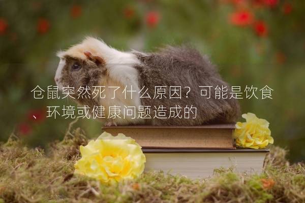 仓鼠突然死了什么原因？可能是饮食、环境或健康问题造成的