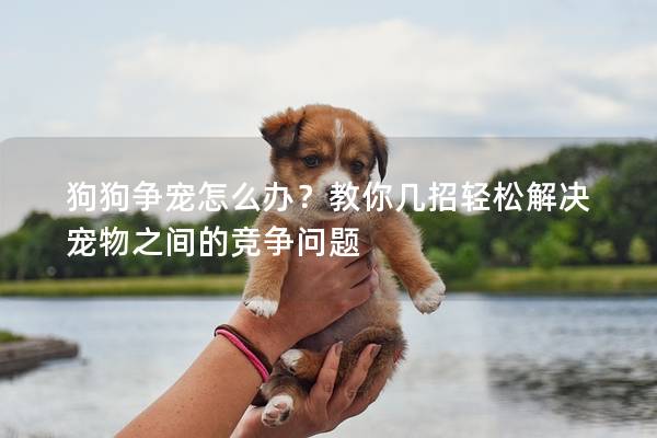 狗狗争宠怎么办?教你几招轻松解决宠物之间的竞争问题 狗狗争宠怎么办?教你几招轻松解决宠物之间的竞争问题
