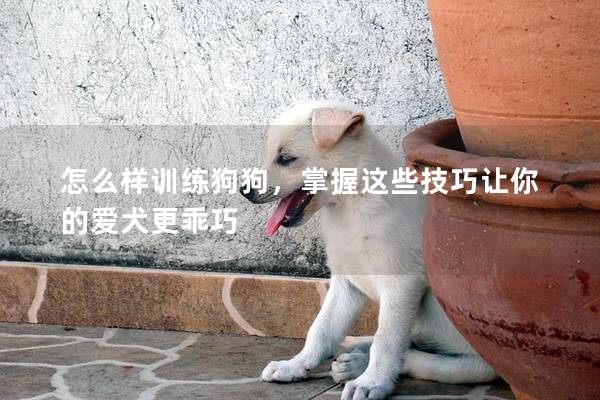 怎么样训练狗狗，掌握这些技巧让你的爱犬更乖巧